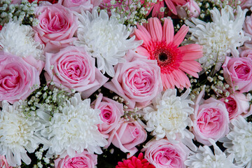 Close-up shot of pink and white flowers for valentine's day. Symbol of love. Cute flowers background for love.