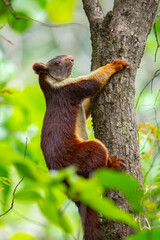 Malabar Giant Squirrel Climbing tree