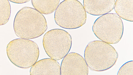 Melon (Cucumis melo) pollen grains under light microscope. Curcubitaceae pollen grains. 400x...