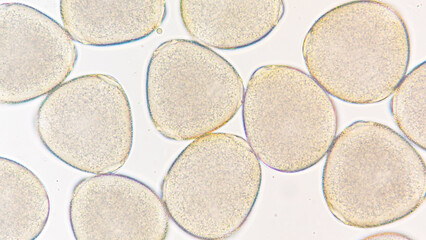 Melon (Cucumis melo) pollen grains under light microscope. Curcubitaceae pollen grains. 400x magnification + 2.8x camera zoom. Fresh sample. Selective focus image.
