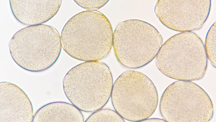 Melon (Cucumis melo) pollen grains under light microscope. Curcubitaceae pollen grains. 400x magnification + 2.8x camera zoom. Fresh sample. Selective focus image.