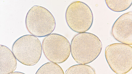 Melon (Cucumis melo) pollen grains under light microscope. Curcubitaceae pollen grains. 400x magnification + 2.8x camera zoom. Fresh sample. Selective focus image.