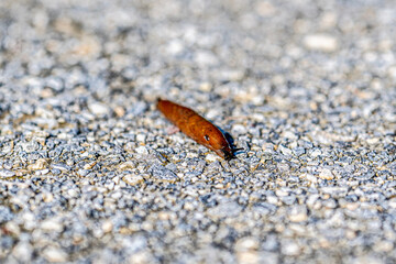 brown snail on stony path