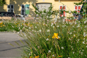 Close up of Lindheimer's beeblossom flowers (Oenothera lindheimeri) in a flowerbed on the street in the city. Urban green management