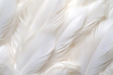 White glossy feathers closeup background image.