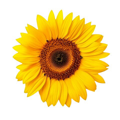 Fototapeta premium Isolated Sunflower with Bright Yellow Petals and Seed Center.