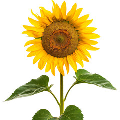 Fototapeta premium Vibrant Isolated Sunflower with Yellow Petals and Green Leaves.
