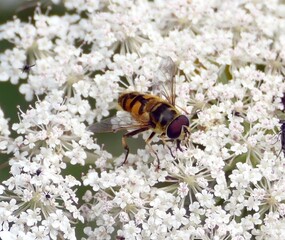 Eine Schwebfliege auf einer Pflanze