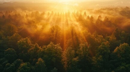 Obraz premium Aerial view of sun rays breaking through the mist and illuminating a dense forest, creating a serene and magical atmosphere.