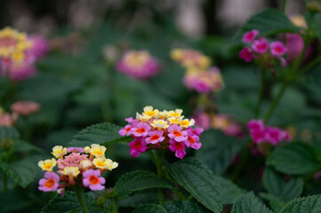 photo of lantaneae flower surrounded by green leaves
