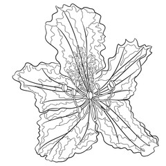 Flower rhododendron mountain shrub  outline on a white background  vintage bloom twelve vector illustration editable hand draw