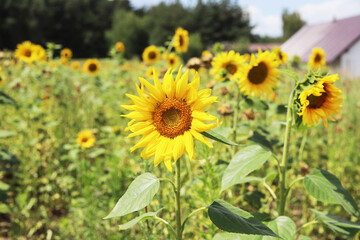 Beautiful field of sunflowers in  the countryside.