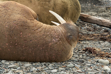 Morse, Odobenus rosmarus, Spitzberg, Svalbard, Norvège
