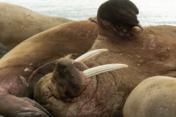 Morse, Odobenus rosmarus, Spitzberg, Svalbard, Norvège