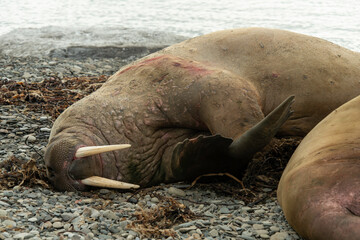Morse, Odobenus rosmarus, Spitzberg, Svalbard, Norvège