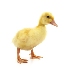 One little duckling.
