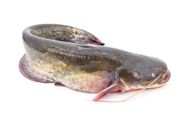 The river catfish.