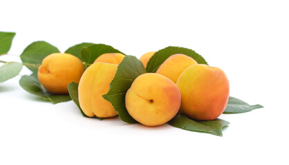 Twig with apricots and leaves.