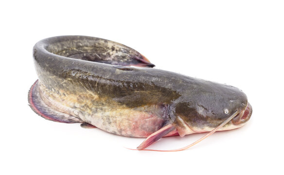 รูปภาพSheat-Fish – เลือกดูภาพถ่ายสต็อก เวกเตอร์ และวิดีโอ1,958 | Adobe ...