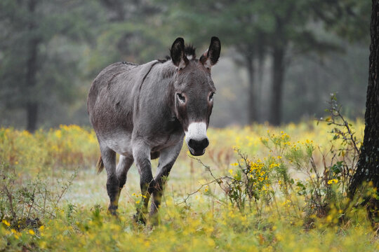 Mini donkey in Texas farm field on overcast day.