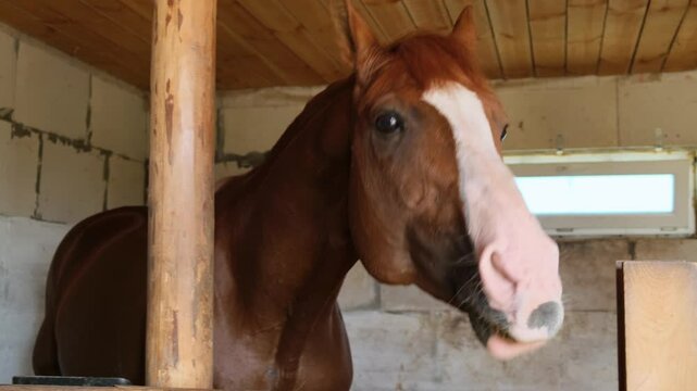 A beautiful thoroughbred bay horse in the stable is looking intently at the camera and eating something. Horse breeding.