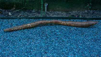 mandioca raiz inteira com um metro de comprimento