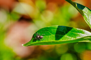 Spider on Leaf 2
