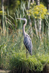 Great Blue Heron at Marsh Creek State Park, Pennsylvania on July 14, 2024