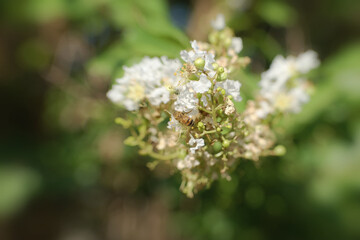 Bee on crape myrtle tree bloom closeup for pollination.