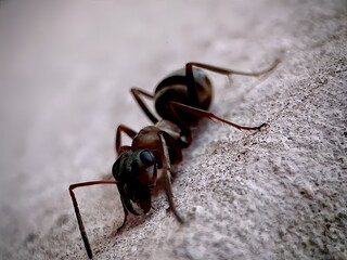 Macro Shot of Ant on Rough Surface with Detailed Close-Up of Insect Anatomy and Textured Background