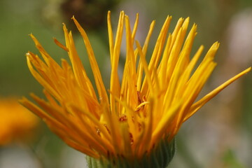 Pot Marigold flower