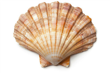 Scallops shell isolated on white background.