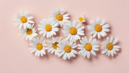 Obraz premium White daisy flower on pink background, pink background layout