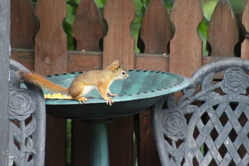 Baby Squirrel stealing some bird seed