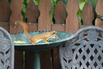 Baby Squirrel trying to steal some bird seed
