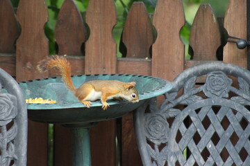 Baby Squirrel trying to steal some bird seed