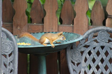 Baby Squirrel trying to steal some bird seed