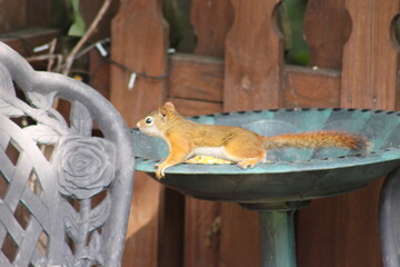 Baby Squirrel stealing some bird seed