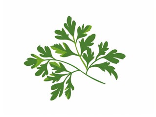 Fototapeta premium A simple illustration of a single parsley in the center is a symbol of art. Dynamic on a clean white background.