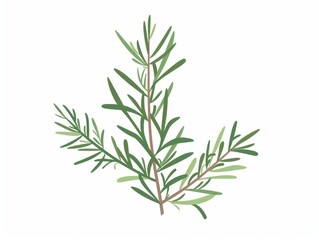 Fototapeta premium A simple illustration of a single rosemary in the center of the image is a symbol of art. Dynamic on a clean white background.