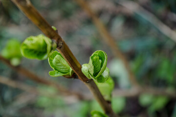 New Leaf Buds Emerging on a Branch