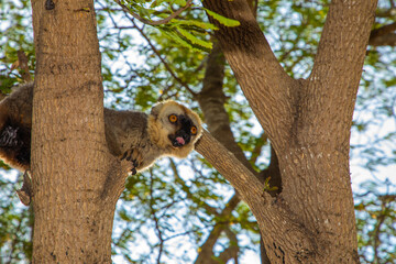 Red-bellied Lemur - Eulemur rubriventer, Cute primate.