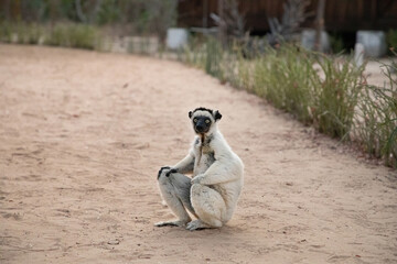 Verreaux's white sifaka with dark head Madagascar island fauna.