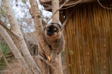 Cute brown lemur (Eulemur fulvus) with orange eyes.