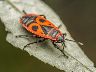 Firebug sitting on green leaf