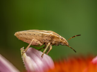 Bishop's Mitre Shield Bug sitting on flower petal