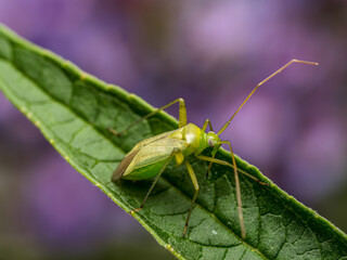 Potato bug sitting on plant leaf