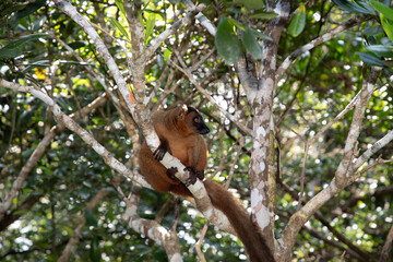 Red lemur (Eulemur Coronatus), endemic animal
