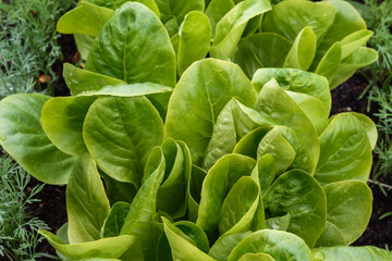 Lettuce leaves with rare drops after rain in the garden bed, close-up. Natural light on a summer evening