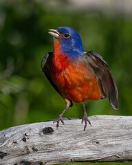 Male Painted Bunting